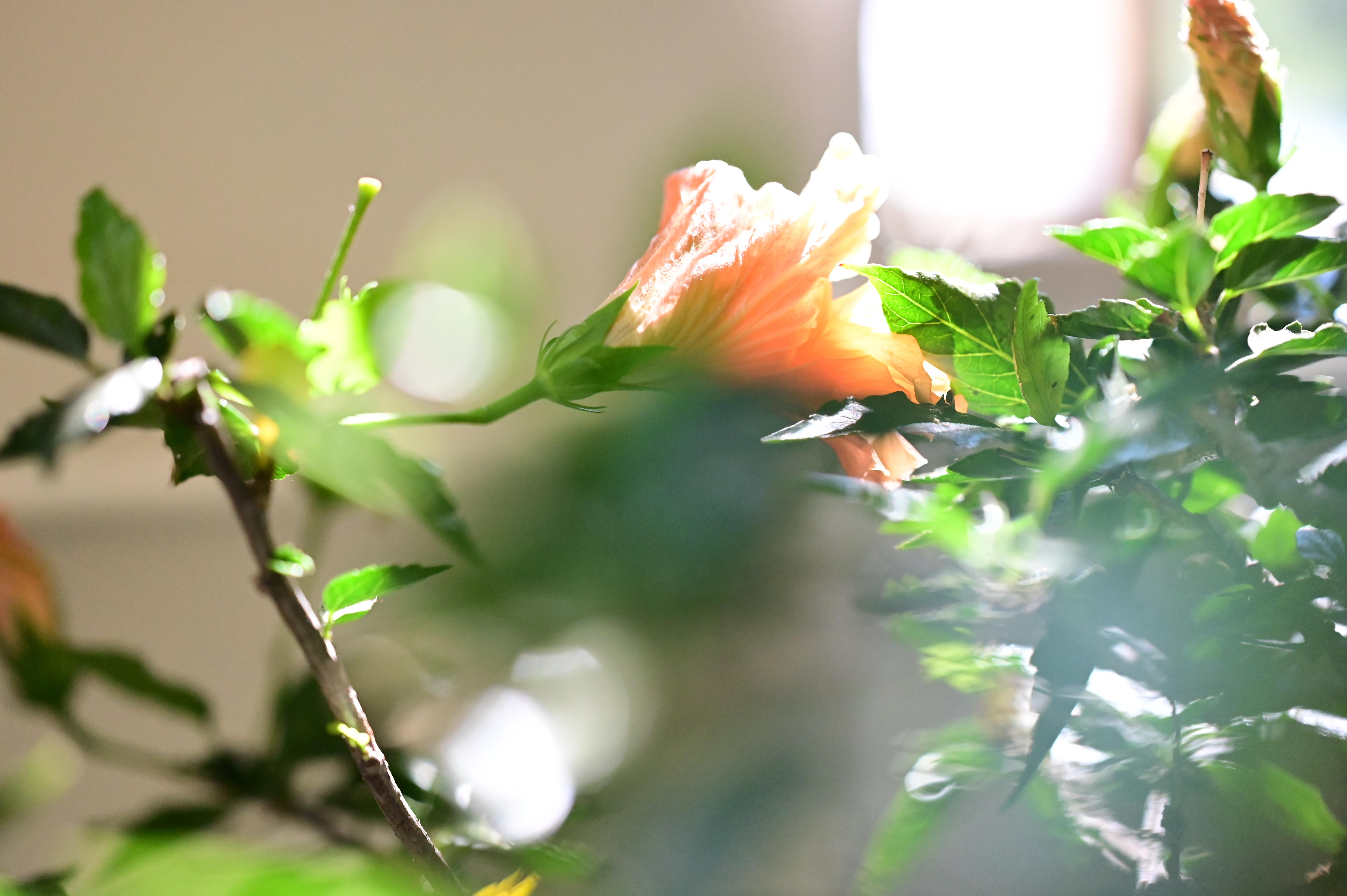 Fleur orangée et feuilles vertes éclairées par le soleil