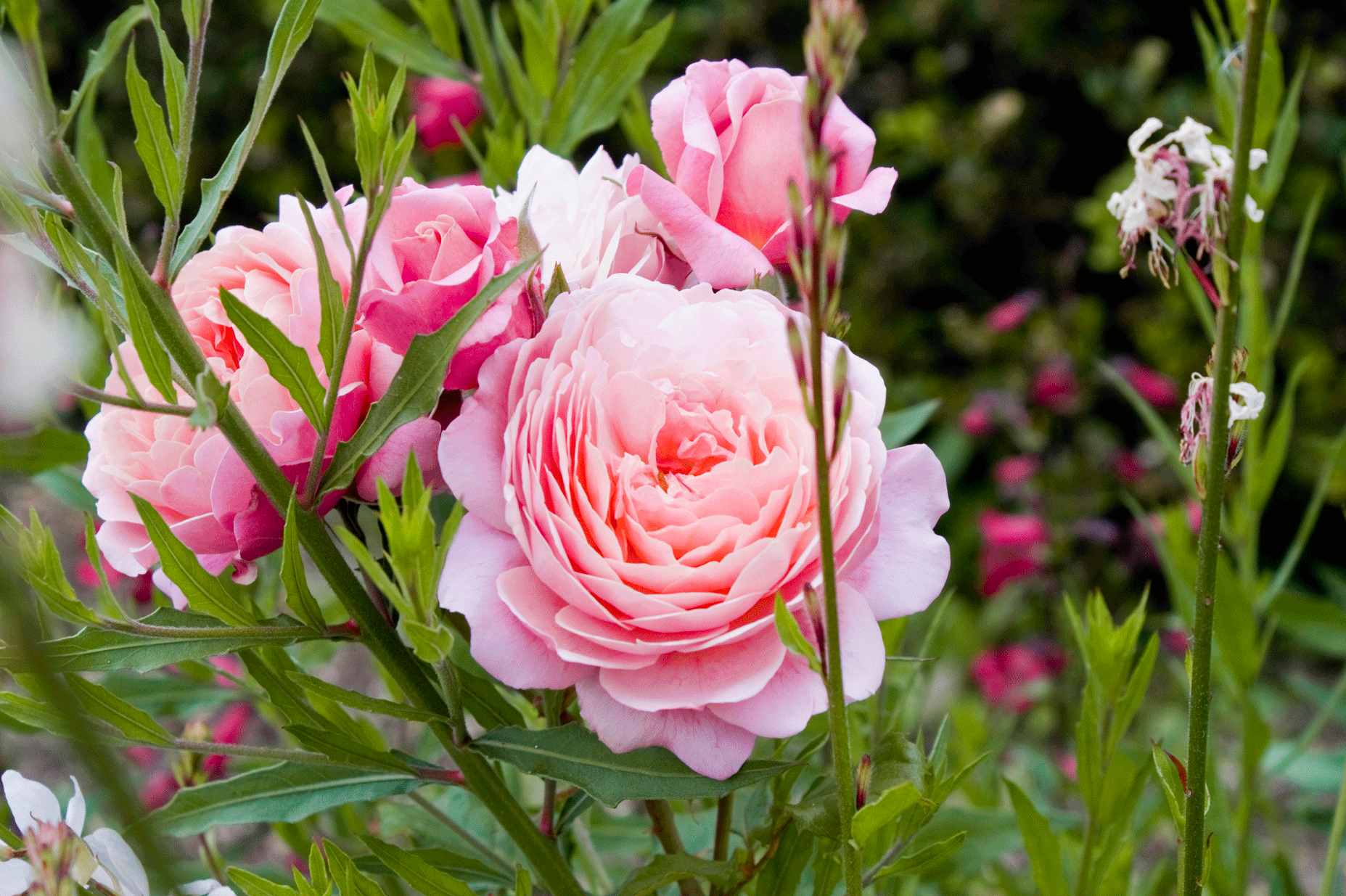 Rose rose aux pétales serrés, en gros plan, entourée de feuillage vert