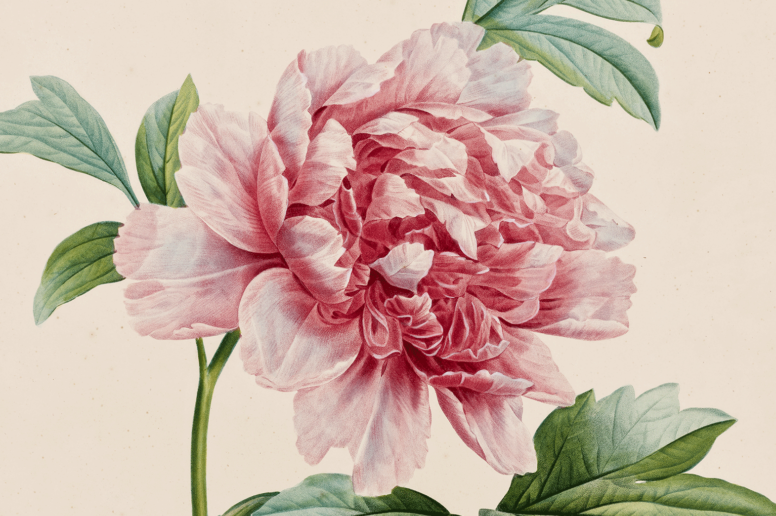 Grande pivoine aux nombreux pétales roses, entourée de feuilles vertes, illustrée dans un style botanique sur fond clair