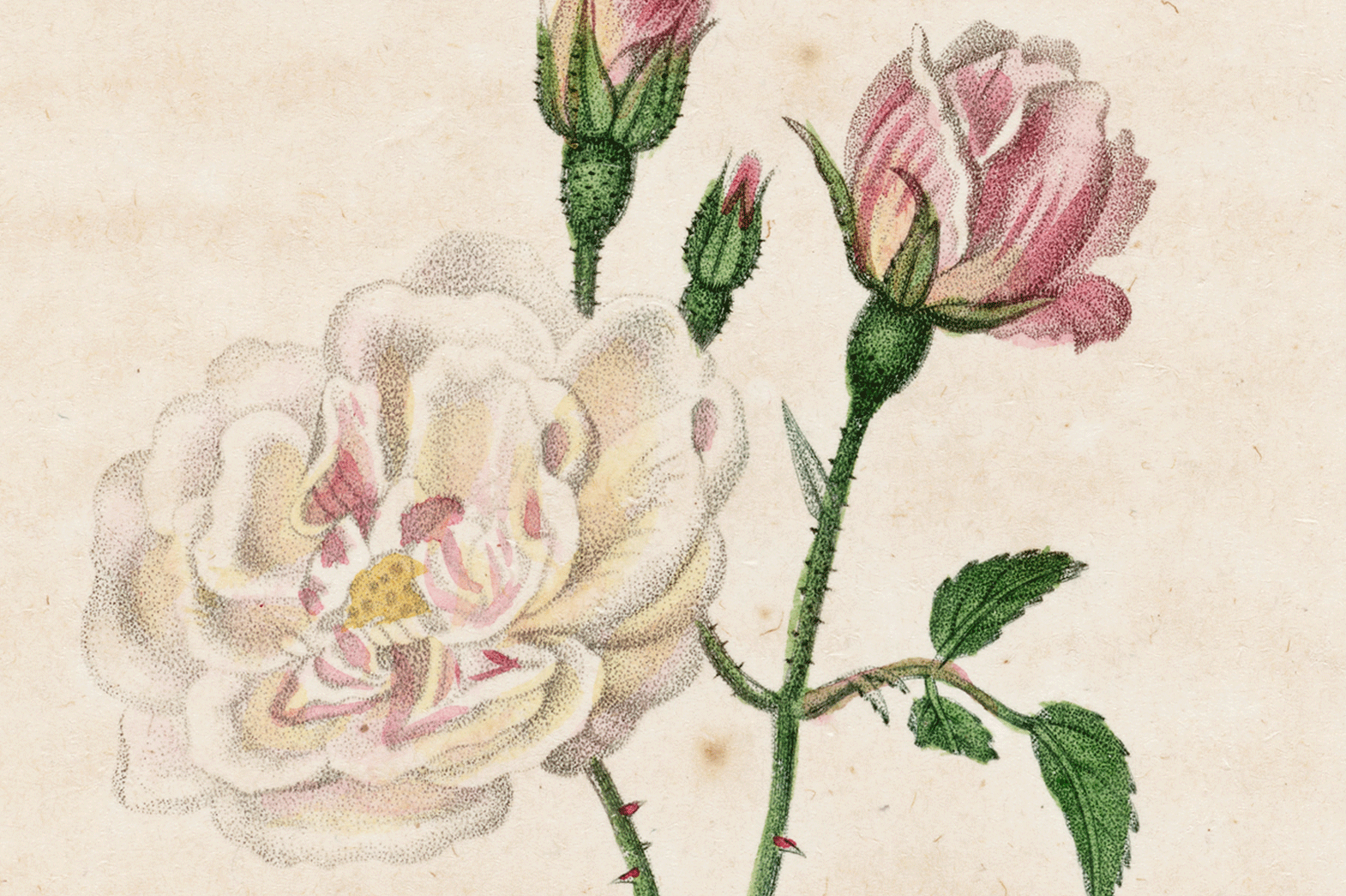 Tige avec une grande fleur aux pétales blancs et deux boutons sur le point d’éclore