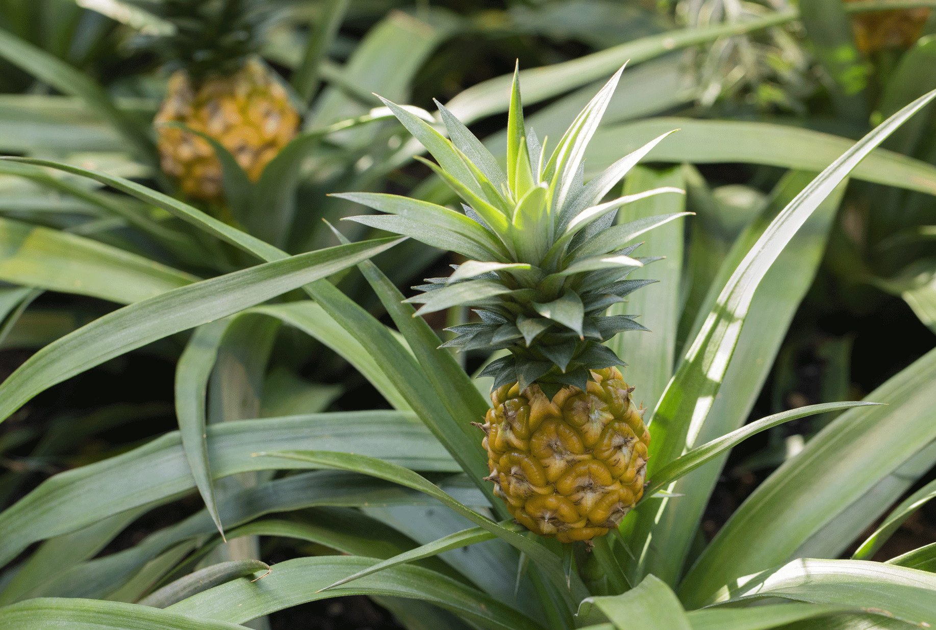 Deux ananas en cours de croissance sur leurs plants dans une serre