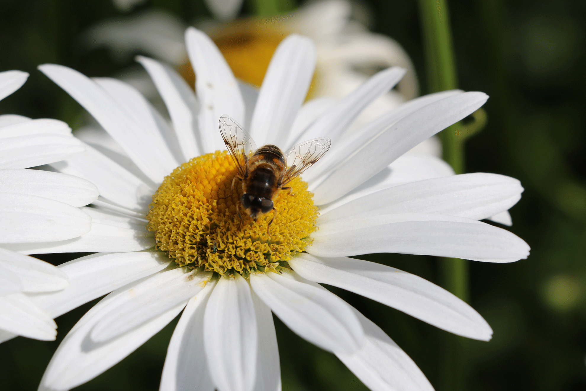 Gros plan sur une abeille posée sur une marguerite blanche