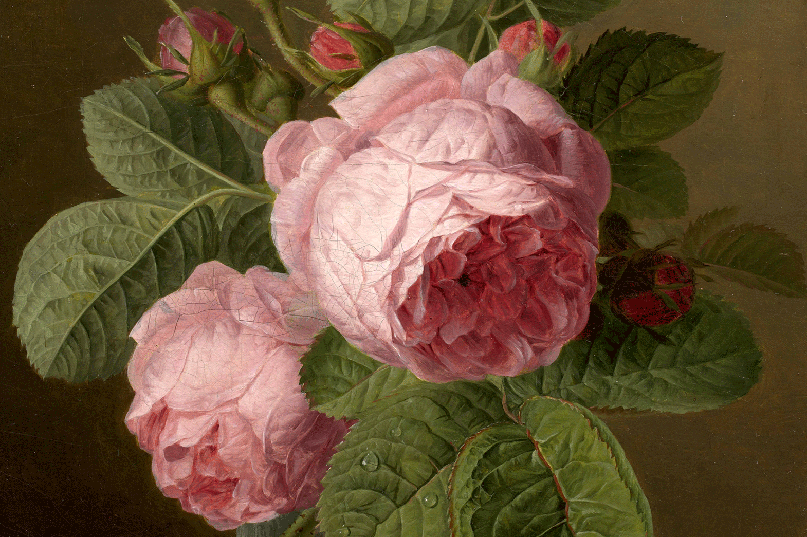 Deux roses roses entourées de boutons et de feuillage