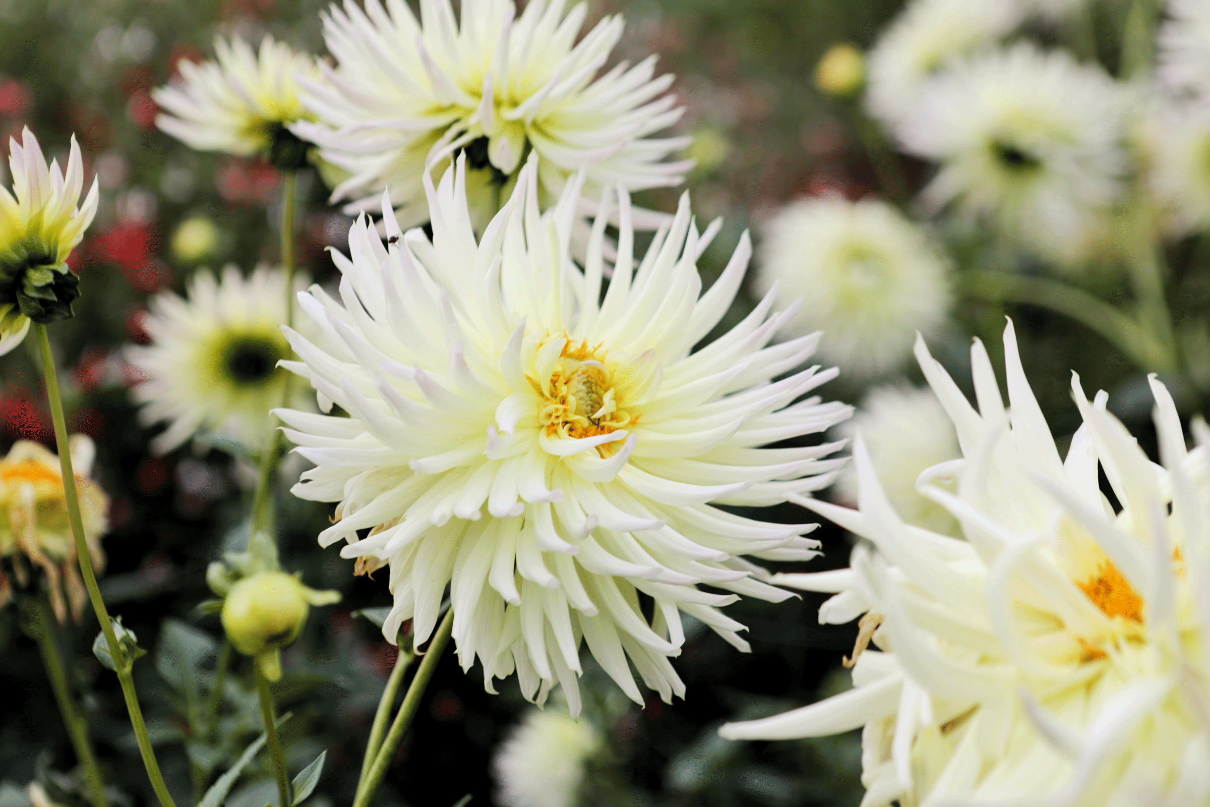 Dahlia blanc à cœur jaune au milieu d’un massif fleuri