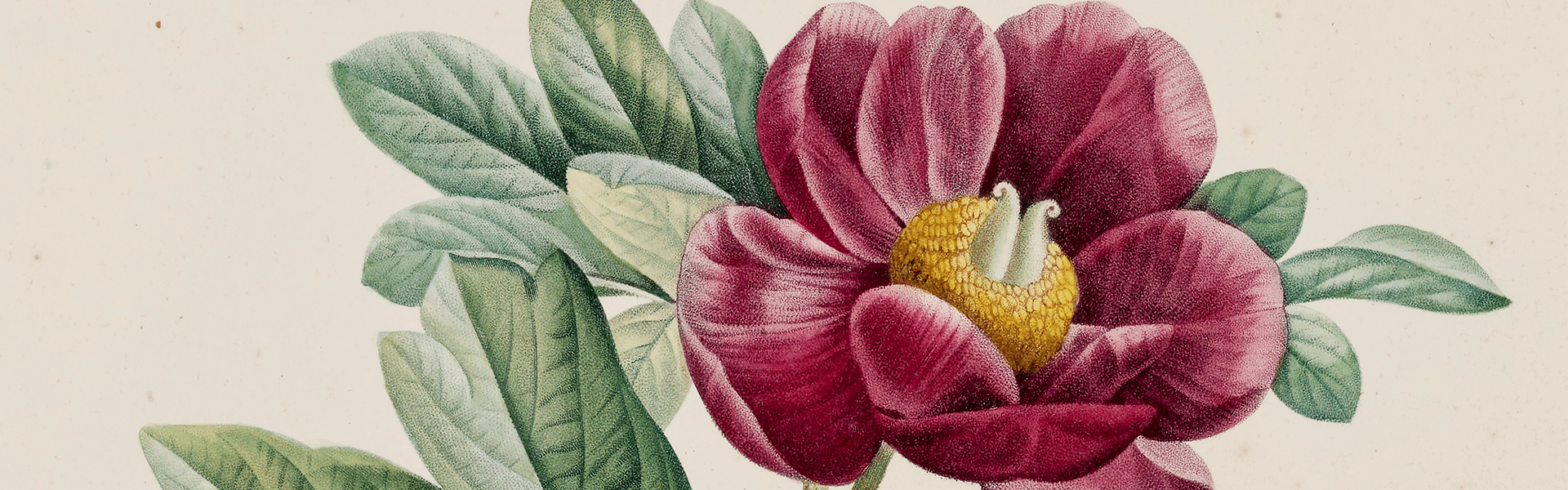 Pivoine aux pétales rouge, cœur jaune, feuilles vertes, illustrée dans un style botanique sur fond clair