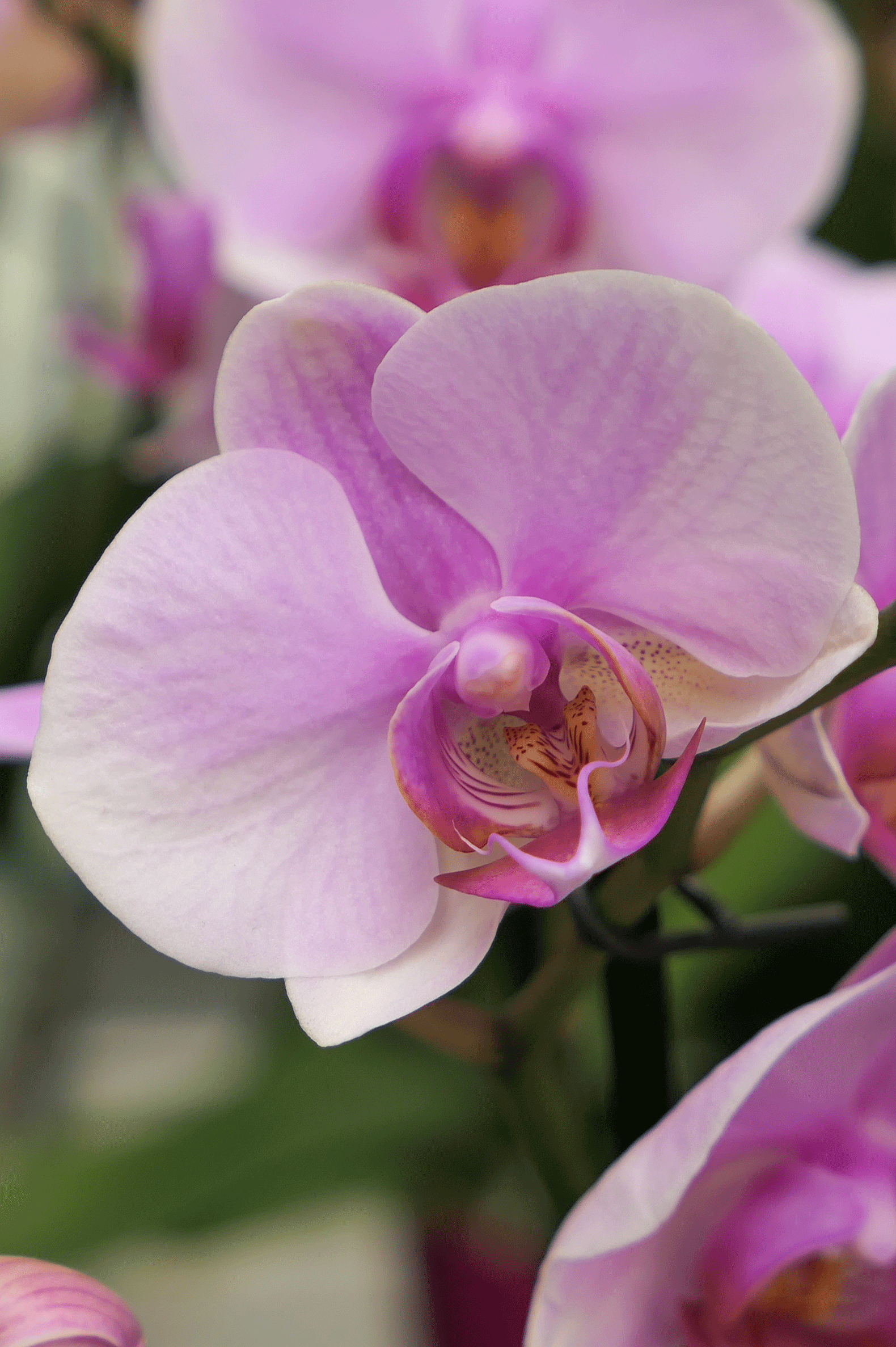Gros plan sur une fleur d’orchidée rose ouverte