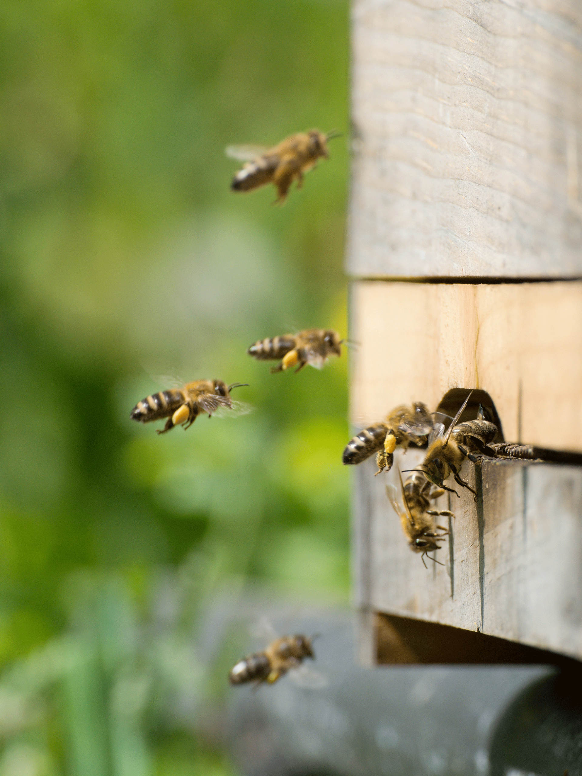 Abeilles en vol autour d’une ruche en bois