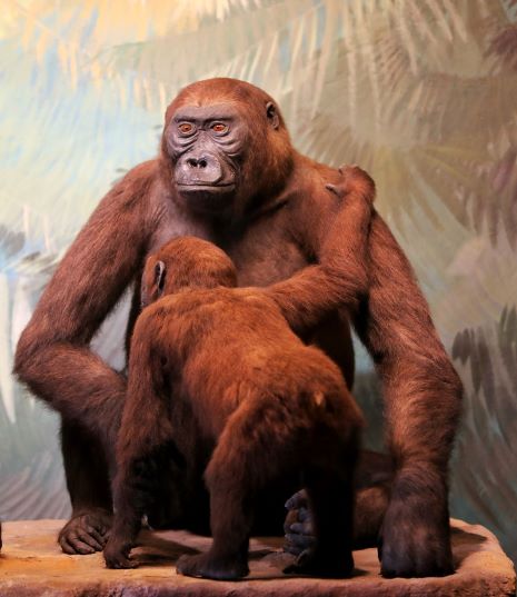 Cliché de deux singes naturalisés 