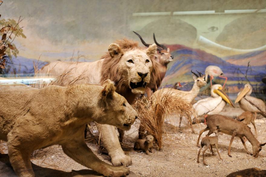 Île d'Aix - Musée Africain © Pierre Holley